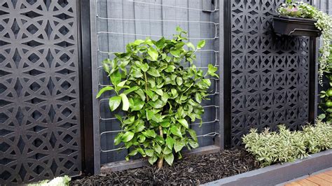 bunnings trellis|How To Make a Wire Espalier Trellis .